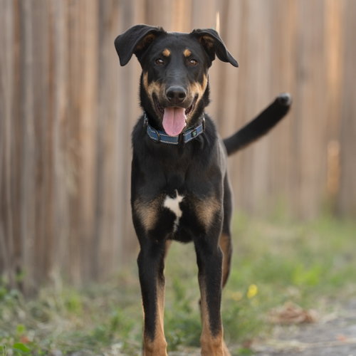 Hugo