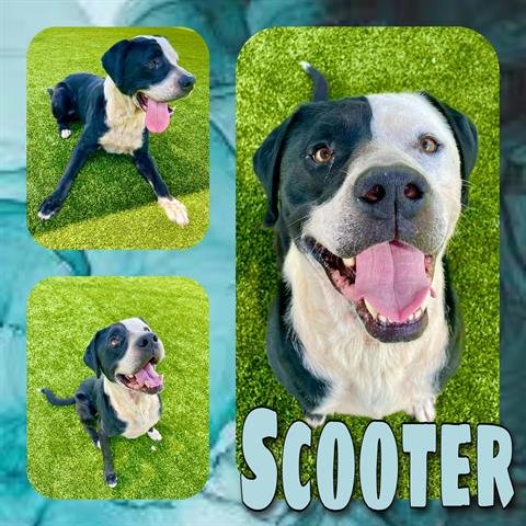 adoptable Dog in Pearland, TX named SCOOTER