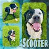 adoptable Dog in pearland, TX named SCOOTER