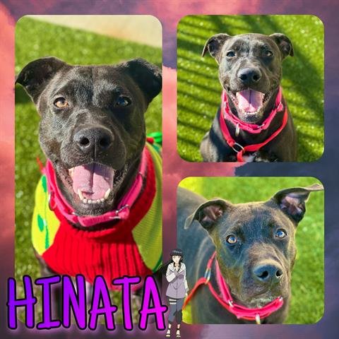 adoptable Dog in Pearland, TX named HINATA
