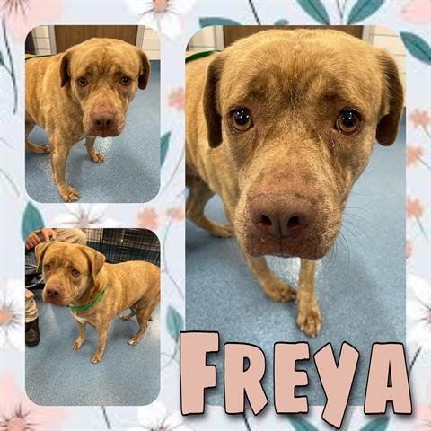 adoptable Dog in Pearland, TX named FREYA