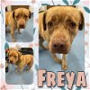 adoptable Dog in pearland, tx, TX named FREYA
