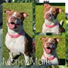 adoptable Dog in pearland, TX named MARKY MARK