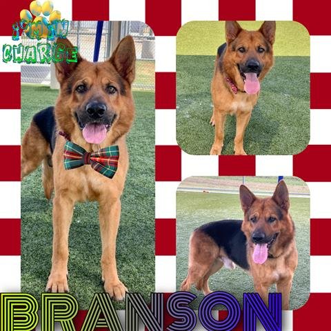 adoptable Dog in Pearland, TX named BRANSON