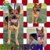 adoptable Dog in pearland, TX named BRANSON