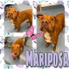 adoptable Dog in pearland, TX named MARIPOSA