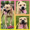 adoptable Dog in pearland, TX named RIVER