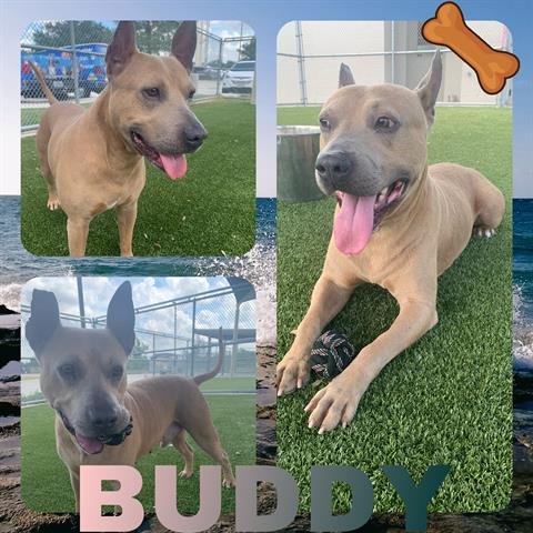 adoptable Dog in Pearland, TX named BUDDY