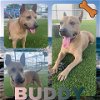 adoptable Dog in pearland, TX named BUDDY
