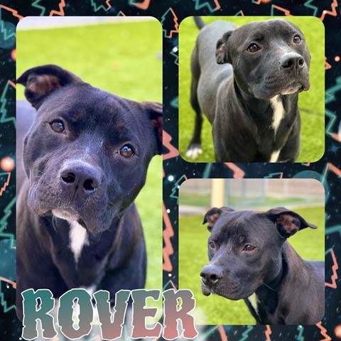 adoptable Dog in Pearland, TX named ROVER