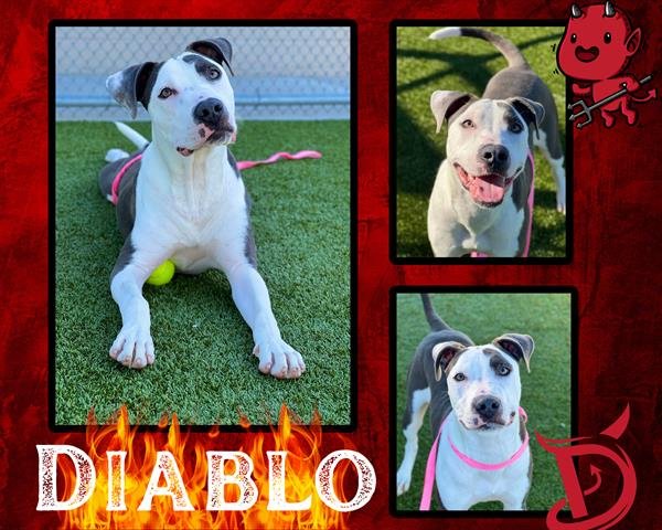 adoptable Dog in Pearland, TX named DIABLO