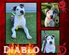 adoptable Dog in pearland, tx, TX named DIABLO