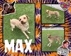 adoptable Dog in pearland, TX named MAX