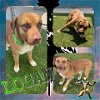 adoptable Dog in pearland, TX named LOGAN