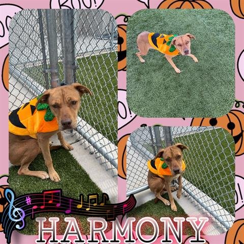 adoptable Dog in Pearland, TX named HARMONY