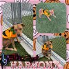 adoptable Dog in pearland, tx, TX named HARMONY