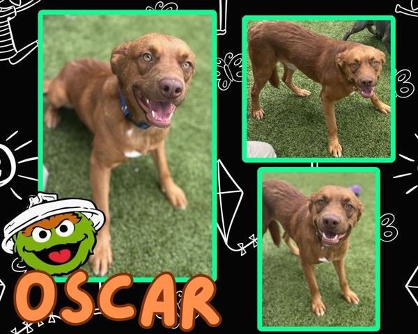adoptable Dog in Pearland, TX named OSCAR