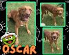adoptable Dog in pearland, TX named OSCAR
