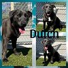 adoptable Dog in pearland, TX named DUTCH