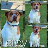 adoptable Dog in pearland, TX named LEROY