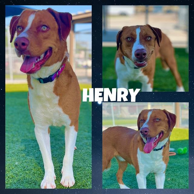 adoptable Dog in Pearland, TX named HENRY