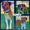 adoptable Dog in pearland, tx, TX named HENRY