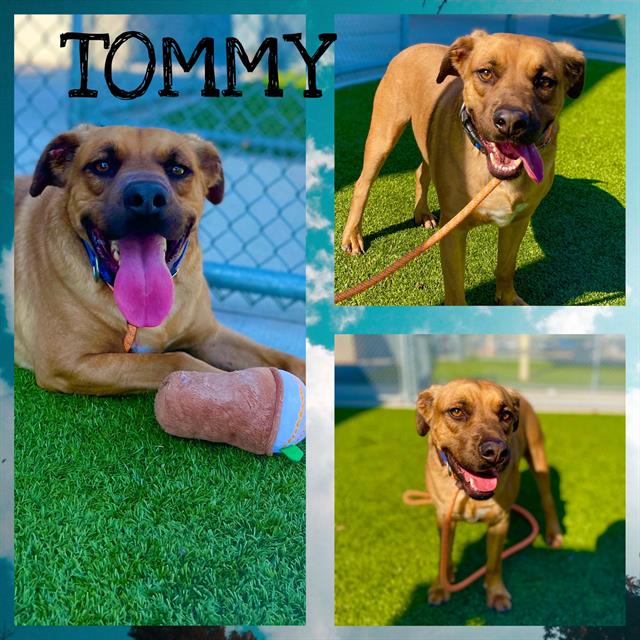 adoptable Dog in Pearland, TX named TOMMY