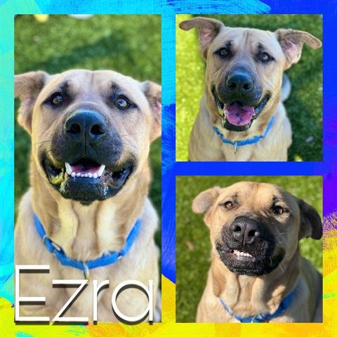 adoptable Dog in Pearland, TX named EZRA