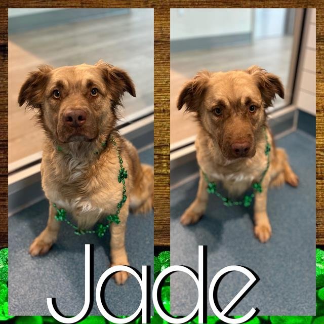 adoptable Dog in Pearland, TX named JADE