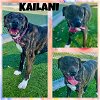adoptable Dog in pearland, TX named KAILANI