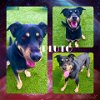 adoptable Dog in pearland, TX named PLUTO