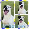 adoptable Dog in pearland, TX named TOM BENJAMIN