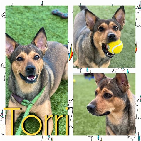 adoptable Dog in Pearland, TX named TORRI