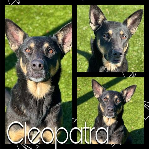 adoptable Dog in Pearland, TX named CLEOPATRA