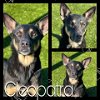 adoptable Dog in pearland, TX named CLEOPATRA