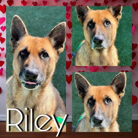 adoptable Dog in Pearland, TX named RILEY