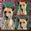 adoptable Dog in pearland, TX named RILEY