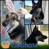 adoptable Dog in pearland, TX named CASHEW