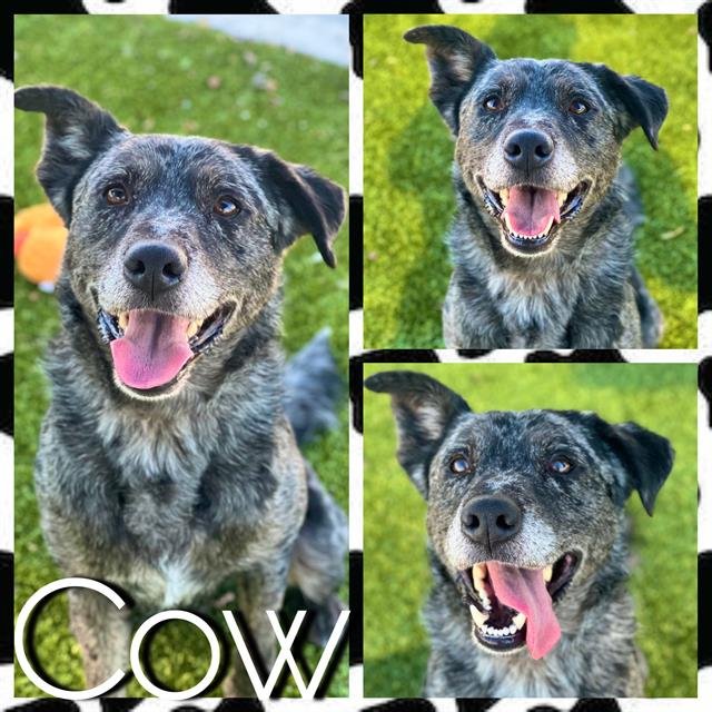 adoptable Dog in Pearland, TX named COW