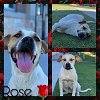adoptable Dog in pearland, TX named ROSE