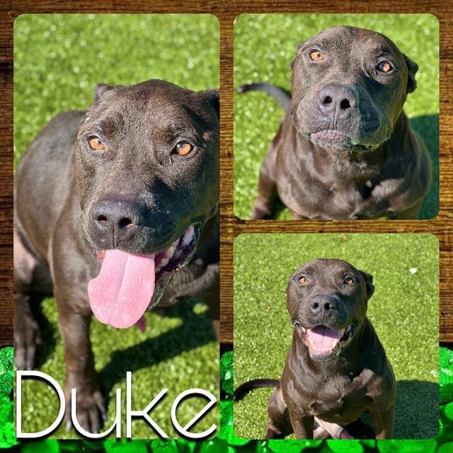 adoptable Dog in Pearland, TX named DUKE