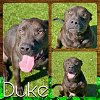 adoptable Dog in pearland, TX named DUKE