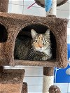 adoptable Cat in pearland, TX named PETUNIA