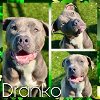 adoptable Dog in pearland, TX named DRANKO