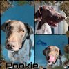 adoptable Dog in pearland, TX named POOKIE