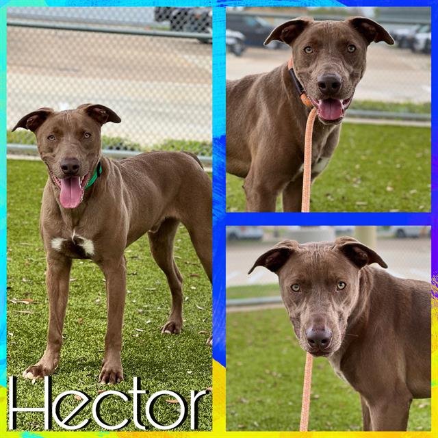 adoptable Dog in Pearland, TX named HECTOR