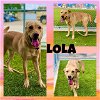adoptable Dog in pearland, TX named LOLA