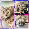 adoptable Cat in pearland, tx, TX named GRACIE