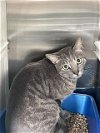 adoptable Cat in pearland, tx, TX named FIRE SAUCE