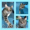 adoptable Cat in pearland, TX named CUTIE PIE